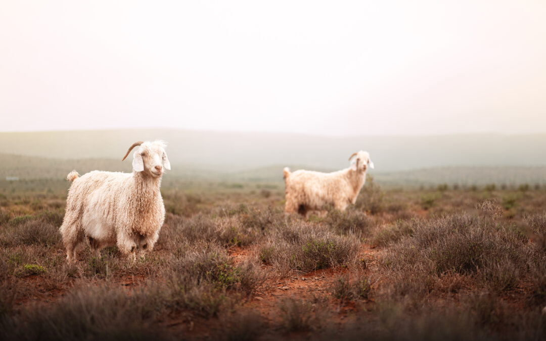 Cape Mohair SALE 2026