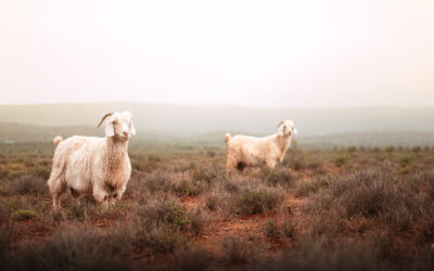 Cape Mohair SALE 2026